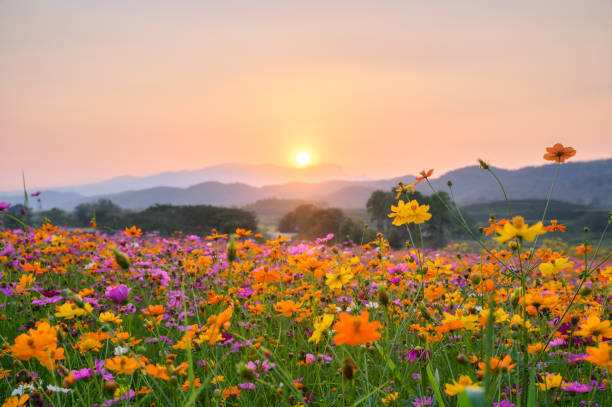 field of spring flowers 