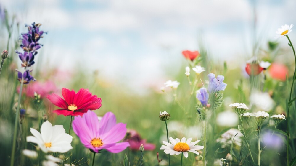 flowers in a field