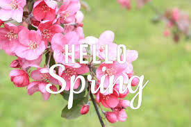 hello spring flowers 